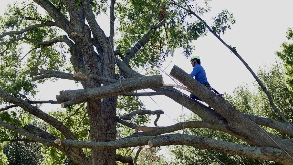 Professional Crown Thinning performed by certified arborists in Kinards